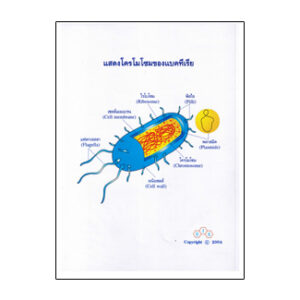 แผ่นใส โครโมโซมแบคทีเรีย