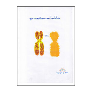 แผ่นใส โครโมโซมมนุษย์