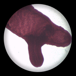 Hydra Budding The Whole w.m.