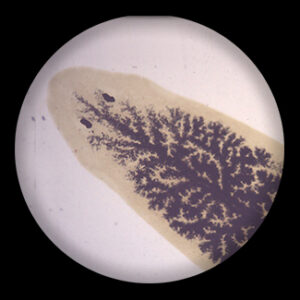 Planaria w.m. Injected Digestive System