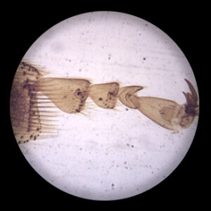 Honey Bee Third Pair of Legs w.m.