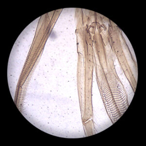 Honey Bee Mouth Parts w.m.