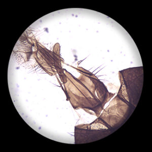 Housefly Mouth Parts w.m.