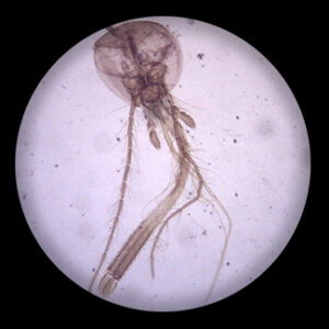 Home mosquito female mouth parts w.m.