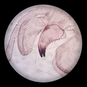 Locust Mouth Part w.m.