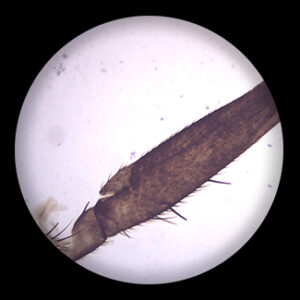 Locust Mouth Part w.m.