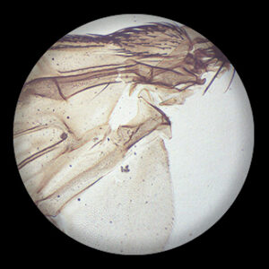 Housefly Wing w.m.,Bird Feather