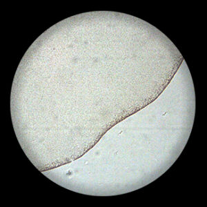 Frog Egg Onecelled sec.