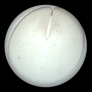 Frog Egg 2 Cell sec.