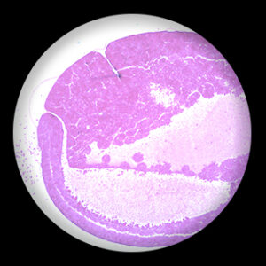 Frog Gastrulalate sec.