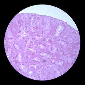 Frog Showing Spermary t.s.