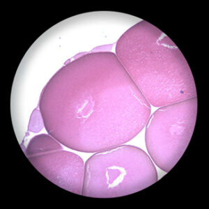 Frog Showing Ovary t.s.