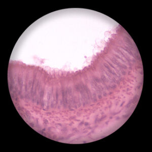 Scala Pseudo Stratified Columnar Epithelial