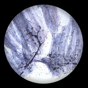 Motor Nerve Ending w.m.