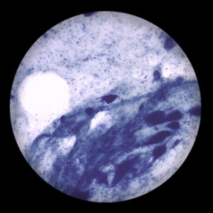 Motor Nerve Cell w.m.