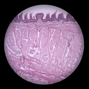 Tongue l.s. show Liform Papillae