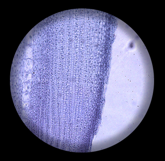 สไลด์ถาวร รากพืชใบเลี้ยงเดี่ยว ตัดตามยาว