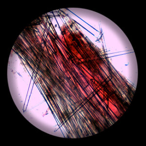 สไลด์ถาวร Sponge Spicules