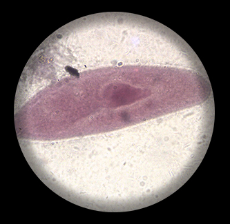 BS0425 Paramecium Binary Fission