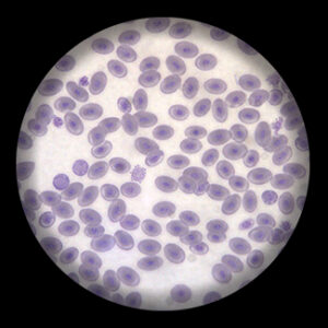 สไลด์ถาวร เซลล์เม็ดเลือดกบ