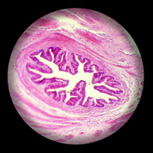 สไลด์ถาวร เซลล์รังไข่กระต่าย