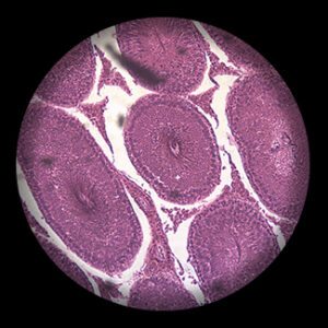 สไลด์ถาวร อัณฑะหนู