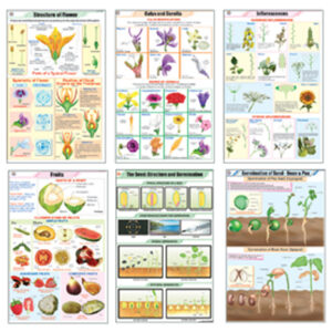 BOTANY III ดอกไม้, ผลไม้ และ เมล็ดพันธุ์
