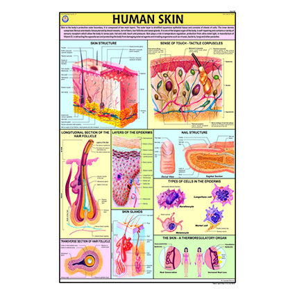 HP27S Human skin