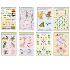 พันธุกรรมและการวิวัฒนาการ