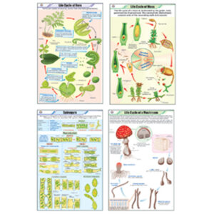 BOTANY V วงจรชีวิตของพืช