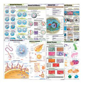 ZOOLOGY I โครงสร้างของสัตว์