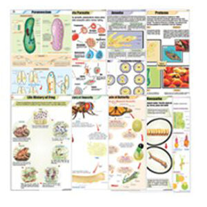 ZOOLOGY II สัตว์ที่มีโครงสร้างอย่างง่าย