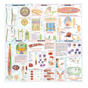 ZOOLOGY III พยาธิชนิดต่างๆ