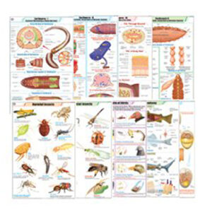 ZOOLOGY IV สัตว์ประเภทต่างๆ