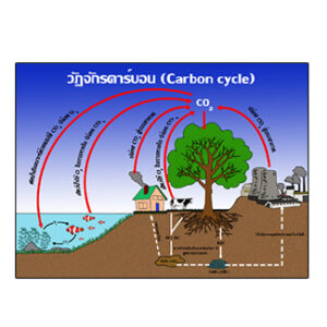 วัฏจักรคาร์บอน