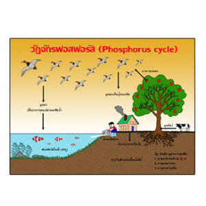 วัฏจักรฟอสฟอรัส