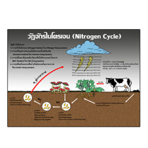 วัฏจักรไนโตรเจน