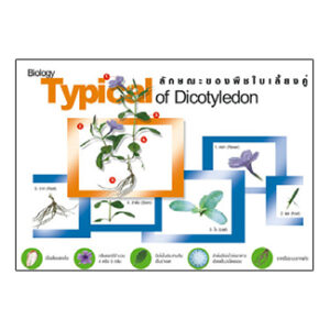 ลักษณะพืชใบเลี้ยงคู่