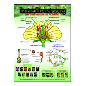 โครงสร้างดอกไม้