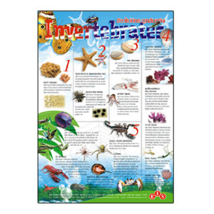 สัตว์ไม่มีกระดูกสันหลัง