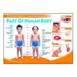 ส่วนประกอบต่างๆ ของร่างกายมนุษย์