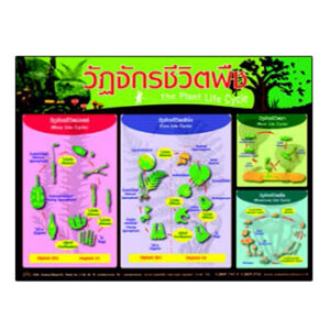 วัฏจักรชีวิตของพืข