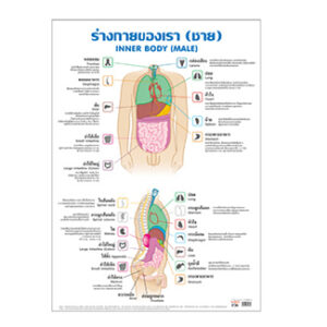 ร่างกายของเรา (ชาย)