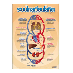 ระบบไหลเวียนโลหิต