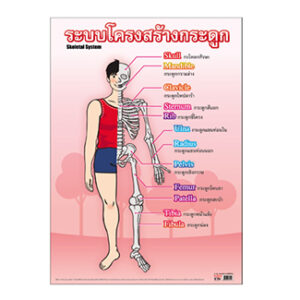 ระบบโครงสร้างกระดูก