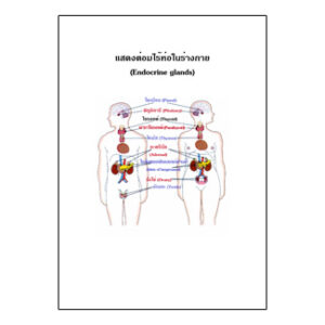 แผ่นใส ต่อมไร้ท่อภายในร่างกาย