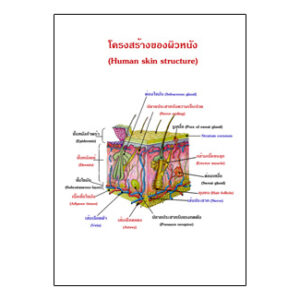 แผ่นใส โครงสร้างของผิวหนัง