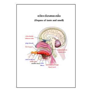 แผ่นใส อวัยวะรับรสและกลิ่น