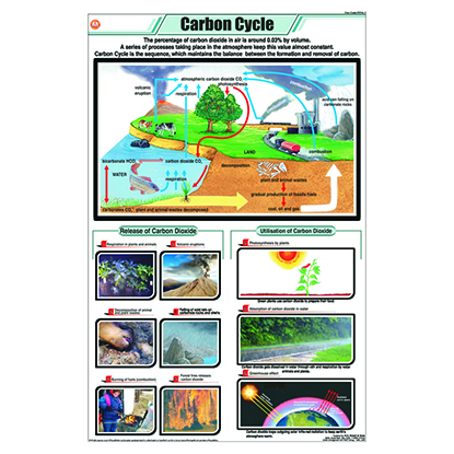 STG20 Carbon Cycle
