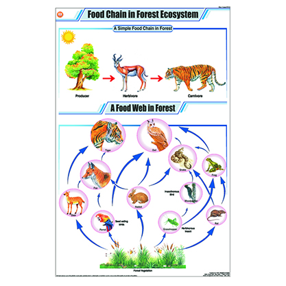 STG25Food Chain in Forest Ecosystem